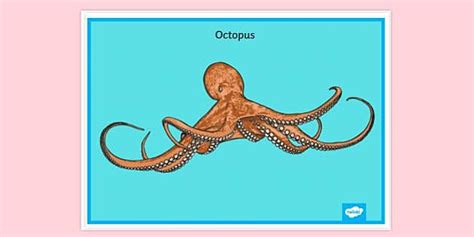 FREE! - Octopus Poster KS2 Primary Resources - Twinkl