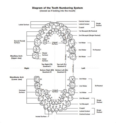 FREE 11+ Sample Teeth Chart Templates in PDF MS Word