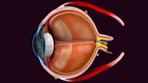 Free Anatomy Eye 3D Models For Download - TurboSquid - muktibox.com