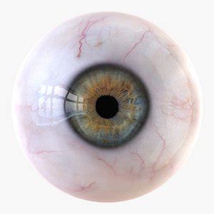 Free Eyes 3D Models For Download | Premium Quality Available - muktibox.com