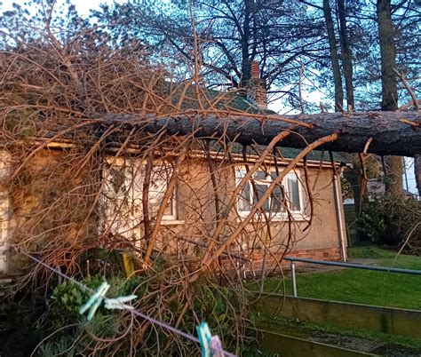 Free Family Tree | Free Genealogy | Ancestry AU/NZ - balustradellc