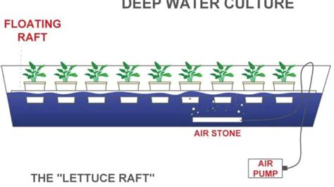 Free Plans For Hydroponic Setups - Backyard Garden … - raincitystudios.com