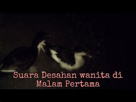 FREE PRON.COM suara desahan & dewasa premium panduan cepat simak video intim pilihan editor baru saja image 1