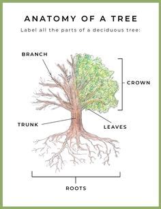 FREE Printable Life Cycle of a Deciduous Tree in 2021 Study