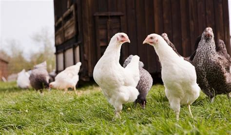 Free Range Chicken Care | Family Farm & Garden - balustradellc