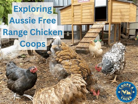 Free Range Chicken Coop - Wayfair - raincitystudios.com