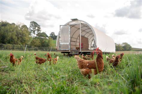 Free Range Chicken House | Happy Farmer - raincitystudios.com
