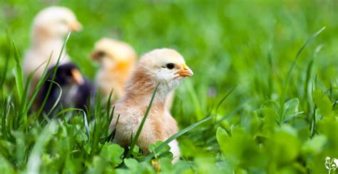 Free Range Chickens:Tips for Raising Happy Healthy Chickens - balustradellc