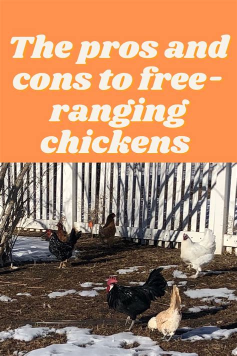 Free Ranging Chickens: The Pros and Cons - Nutrena Animal Feeds - balustradellc