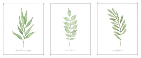 Free watercolor botanical prints - balustradellc