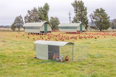 Free-Range Chicken Coop - raincitystudios.com