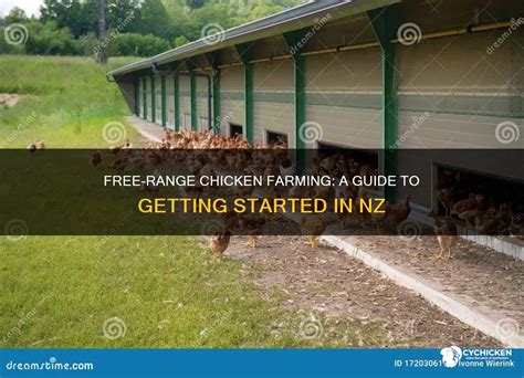 Free-Range Chicken Farming: A Guide For The … - balustradellc