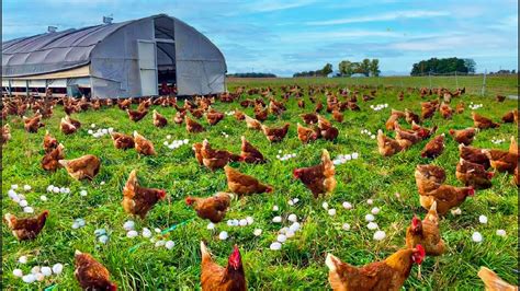 Free-Range Chicken Farming Guidelines - Poultry Affairs - balustradellc