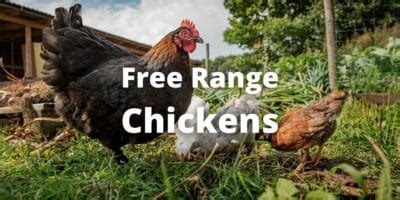 Free-Range Chickens: Pros, Cons, Feed, Raising Tips, FAQs - balustradellc
