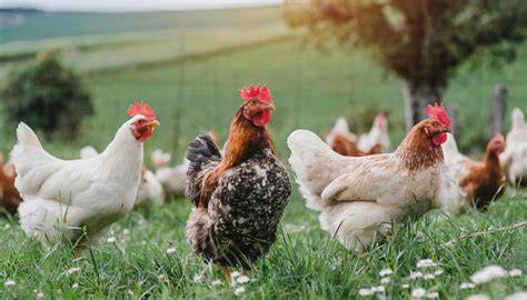 Free-range Chickens - Backyard Chicken Coops - raincitystudios.com