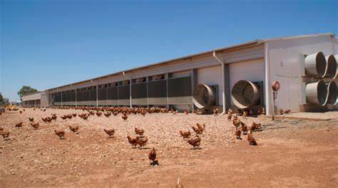 Free-range egg production in Australia - Lohmann … - raincitystudios.com