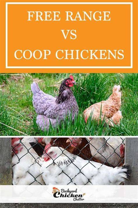 Free-Range vs Cooped Chickens - Backyard Chicken … - raincitystudios.com