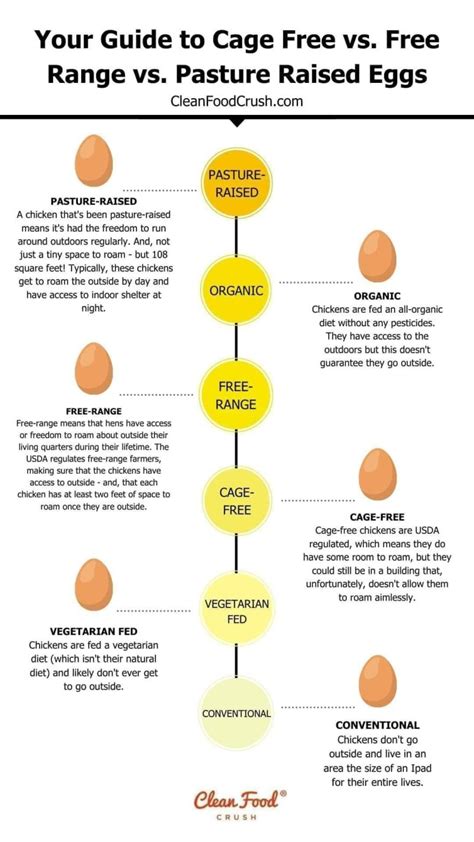 Free-Range vs. Pasture-Raised Eggs: How They … - balustradellc