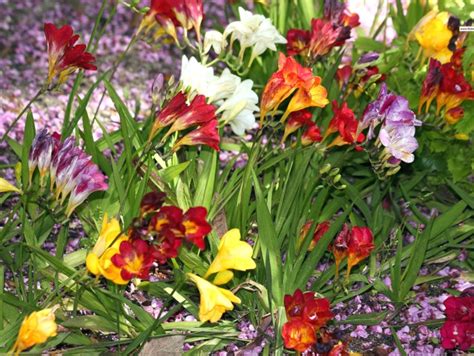 Freesia - kain beludru velvet (kain pelapis interior/kursi/sofa ... - balustradellc