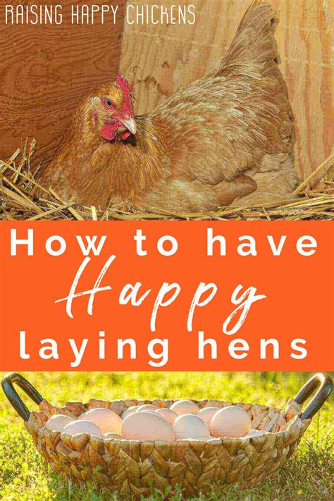 Fresh Eggs Start with Happy Chickens! A ... - balustradellc