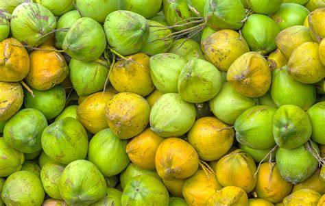 Fresh Florida Young Coconuts | Shop - raincitystudios.com