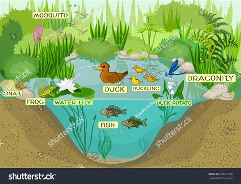 Freshwater and Ecosystem [wetlands] Flashcards | Quizlet - raincitystudios.com