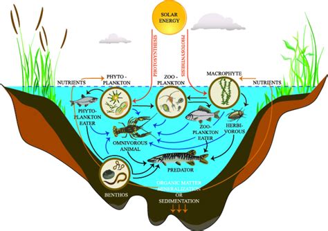 Freshwater Ecosystem - an overview | ScienceDirect Topics - muktibox.com