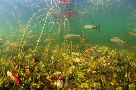 Freshwater Ecosystem - National Geographic Society - raincitystudios.com