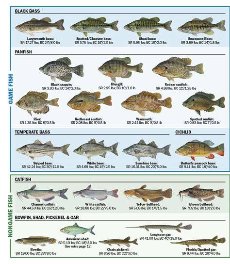 Freshwater Fish Species Guide | How to Catch - raincitystudios.com