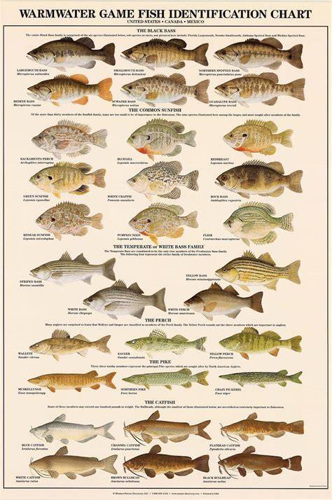 Freshwater Fish Species Identification | Please identify, pond in sw ... - raincitystudios.com