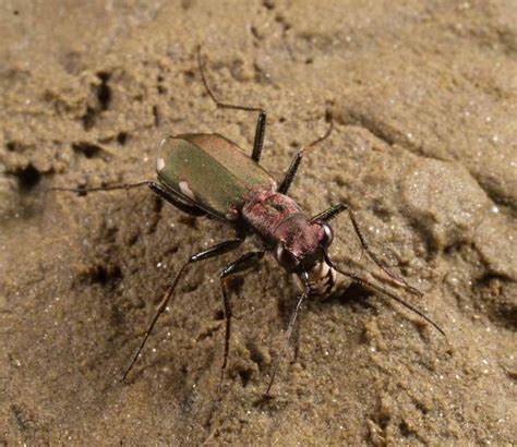 Freshwater springs and seepages are changes in land ... - Buglife - raincitystudios.com