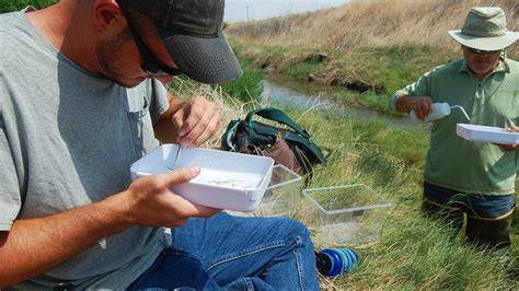 Freshwater springs support amazing ecosystems and … - raincitystudios.com