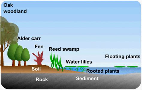 Freshwater Succession - Field Studies Council - wintechmobiles.com