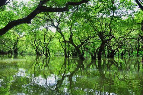 Freshwater Swamp Forest Trees of Bangladesh Face Extinction - raincitystudios.com