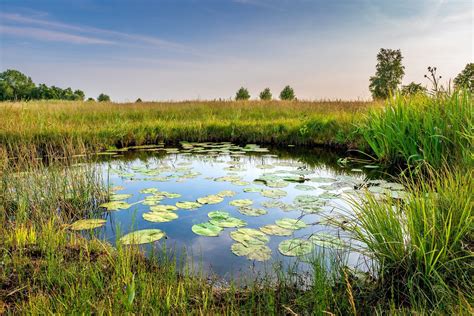 Freshwater Swamps - Institute of Food and Agricultural Sciences ... - raincitystudios.com