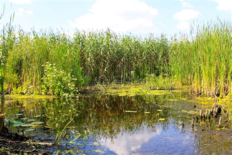 Freshwater Wetlands Program - NYSDEC - wintechmobiles.com