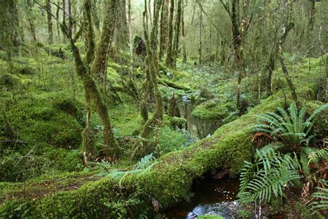 Freshwater-Swamp Forests | The Ecology of Sumatra | Oxford Academic - raincitystudios.com