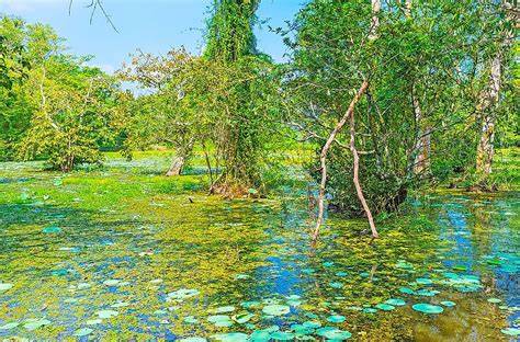 Freshwater-Swamp Forests - ResearchGate - raincitystudios.com