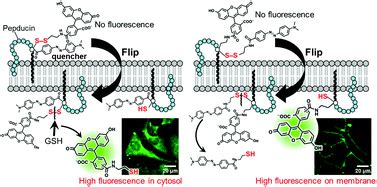 FRET-based imaging of transbilayer movement of pepducin in …