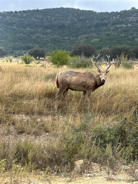 Friendly Hiker | Dealing-with-bears - balustradellc