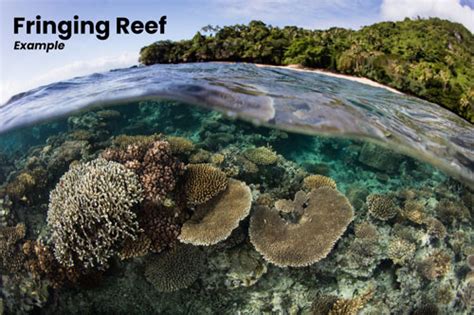 Fringing Reefs - Coral Digest - muktibox.com