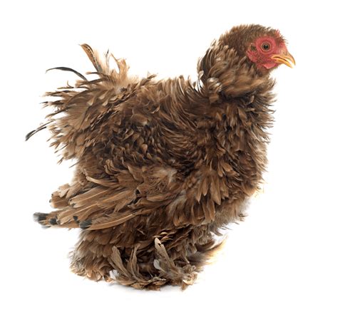 Frizzle Chicken Breed Guide - Know Your Chickens - balustradellc