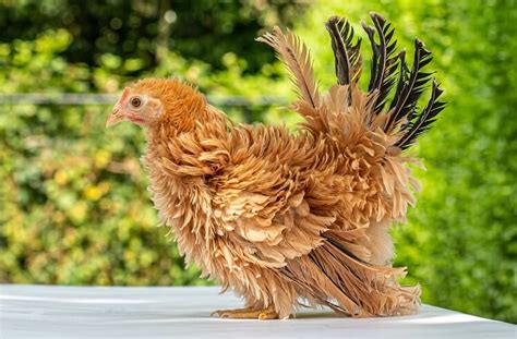 Frizzle Chicken Breed Profile - The Gorgeous Show … - balustradellc