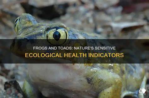 Frogs and Toads as Indicators of Ecological Health - raincitystudios.com