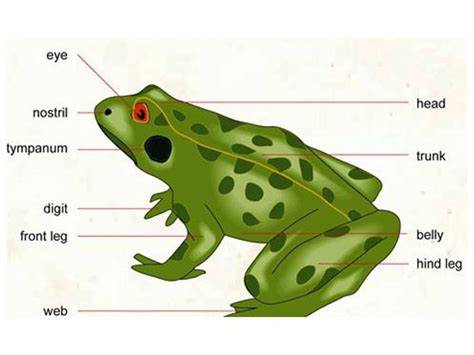 FROGS BIOLOGY ECOLOGY AND SES - ResearchGate - raincitystudios.com