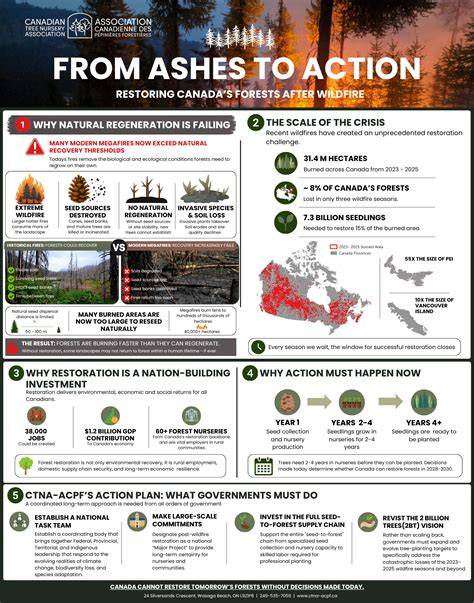 From Ashes to Action: Restoring Forests After Wildfire - raincitystudios.com