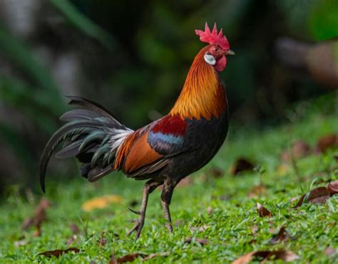 From Jungle Fowl to Jungle Foul: Sustainable Chicken - balustradellc