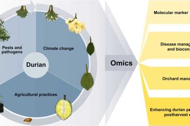 From omics to orchard: The role of omics in durian cultivation - raincitystudios.com