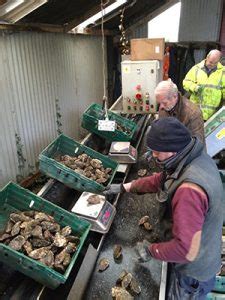 From seed to harvest – Foylemore Oysters - balustradellc