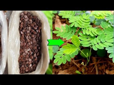 From seed to seedling: How to plant Leucaena trees - balustradellc